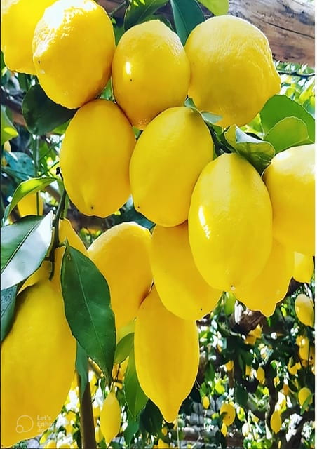 Amalfi Coast: lemon tour with tasting - Entering The Lemon Terraces