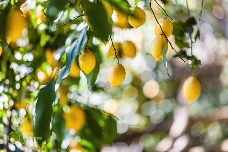 Amalfi Coast: lemon tour with tasting - Tasting the Essence of the Region