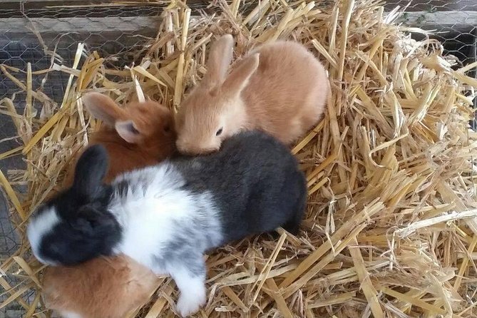 Amalfi Coast & Sorrento Cooking Class School at Farmhouse - Additional Information