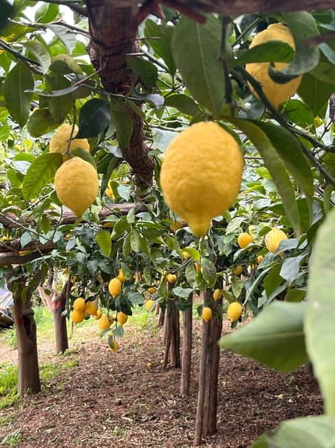 Amalfi Coast: The most beautiful trails of Ravello, Scala, and Minori - The Route and What You Can Expect