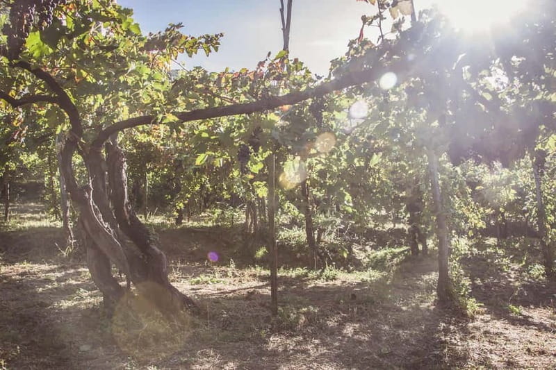 Amalfi Coast: Vineyard Tour with Wine Tasting and Lunch - Key Points / Takeaways