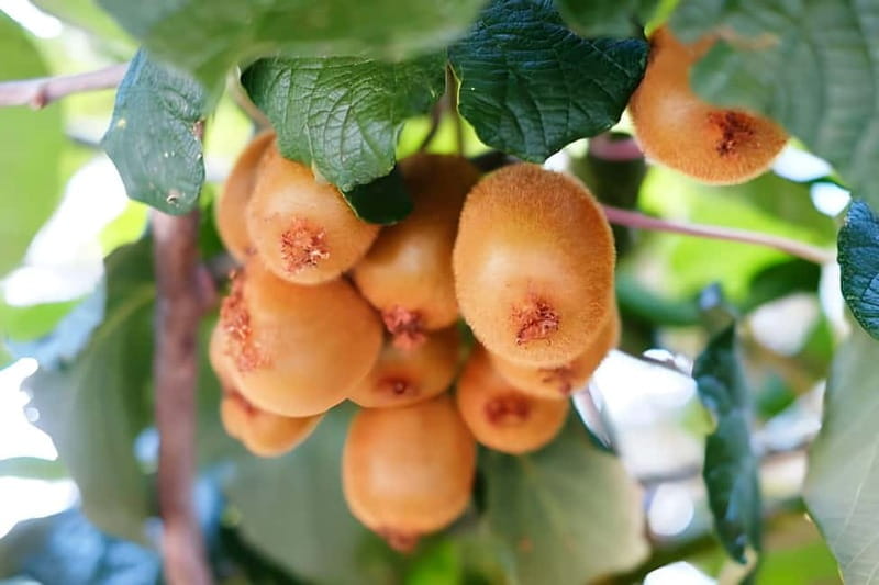 Amalfi: Grow your own vegetables and enjoy lunch with wine - Discovering Amalfi’s Farm Life: Grow Your Own Vegetables and Enjoy a Local Lunch