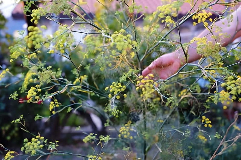 Amalfi: Grow your own vegetables and enjoy lunch with wine - Key Points / Takeaways