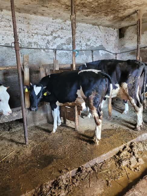 Amalfi: Milk the cows, Make Pasta, Mozzarella and Tiramisù! - Key Points / Takeaways