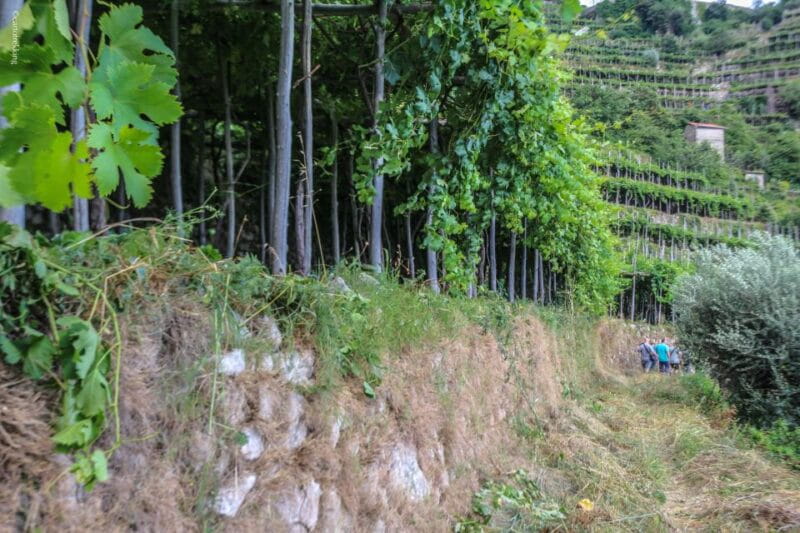 Amalfi: Walking tour between Furore vertical Vineyards - Duration, Price, and Overall Value