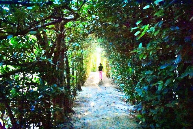 Amami Oshima Mangrove Kayaking, Waterfall and Cape Walking Tour - Booking and Cancellation Policy