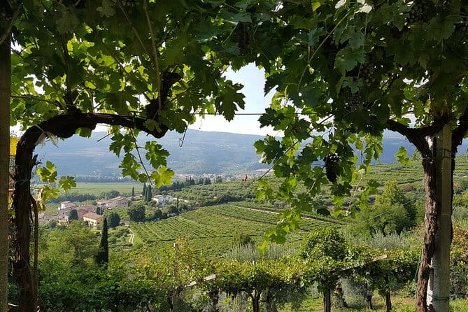 Amarone 2005 Wine Experience - Key Points / Takeaways