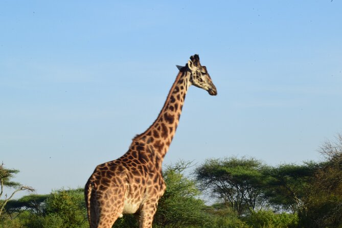 Amazing 4 Days Tanzania Budget Camping Group Joining Safari - Guide and Cook