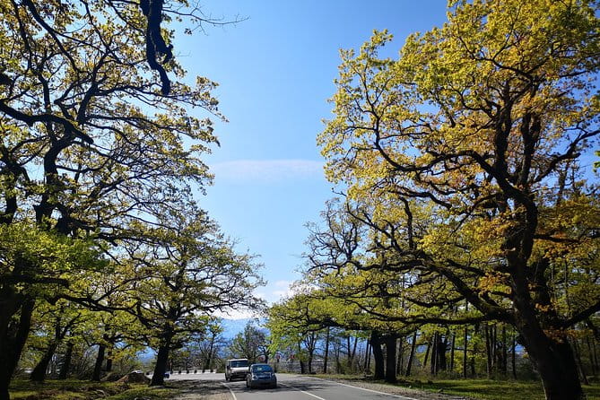 Amazing All inclusive Tour for 7 Days From Tbilisi - Who Should Consider This Tour?