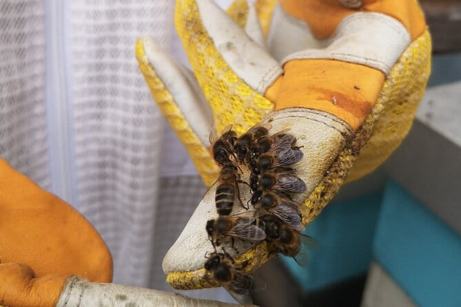 Amazing experience with Bees, honey and Pollen in Madeira Island - Who Should Consider This Tour?