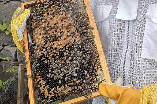 Amazing experience with Bees, honey and Pollen in Madeira Island - Final Thoughts