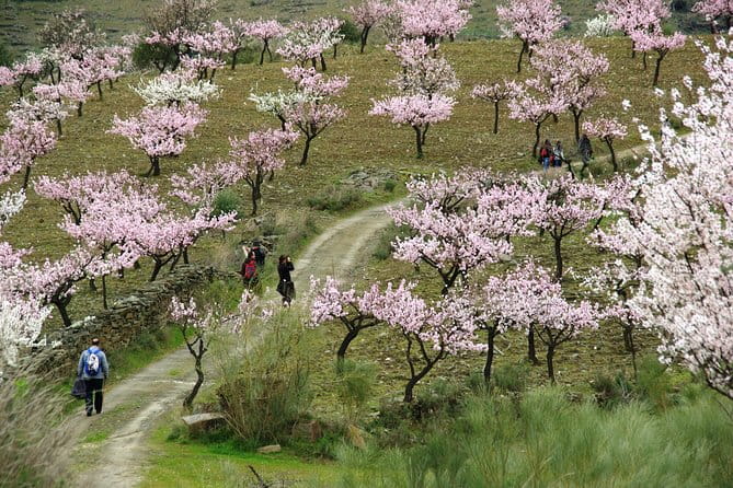 Amendoeiras em Flor - An In-Depth Look at the Almond Blossom Tour
