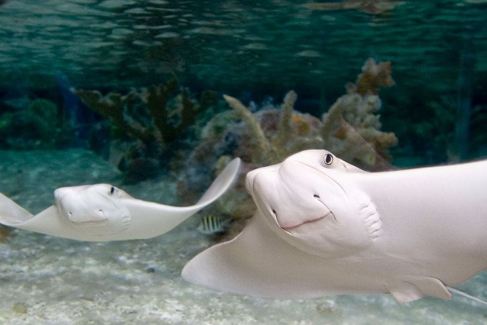 American Dream: SEA LIFE® Aquarium Entry Ticket - Key Points