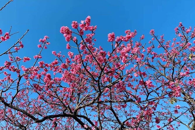 American Village &Okinawa Churaumi Aquarium Tour From Naha/Chatan - Transportation Details