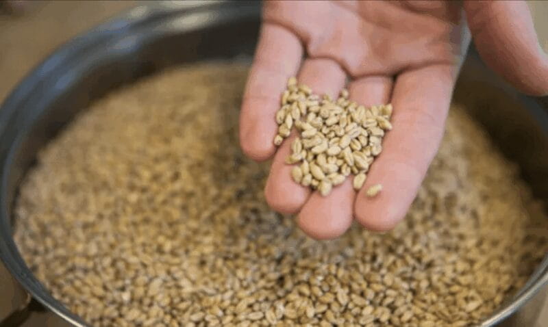 Amersfoort: Beer brewing workshop with lunch & beer tasting - Practical Tips for Your Visit