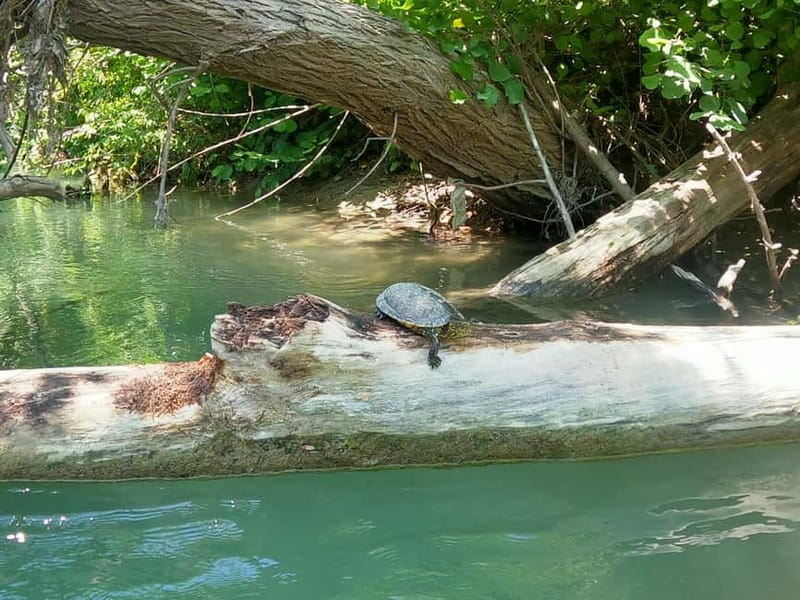 Ammoudia: 13 km Kayaking Adventure in the Acheron River. - Who Should Consider This Kayaking Adventure?