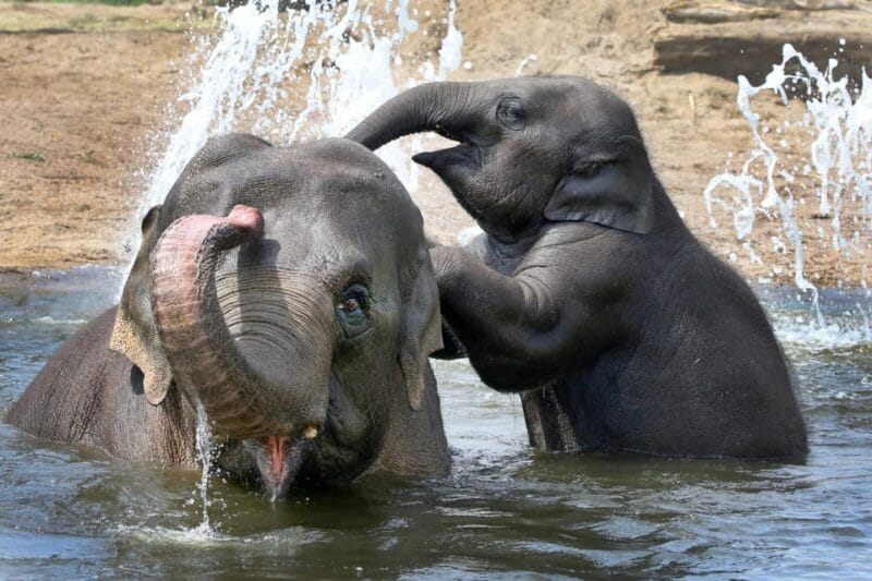 Amsterdam: ARTIS Royal Zoo and ARTIS Groote Museum Ticket - Key Points / Takeaways