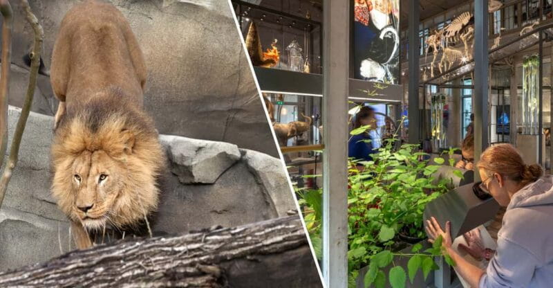 Amsterdam: ARTIS Royal Zoo and ARTIS Groote Museum Ticket - The Experience: What to Expect at ARTIS and Groote Museum