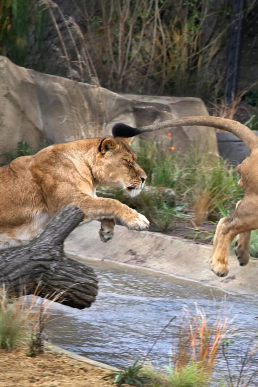 Amsterdam: ARTIS Royal Zoo and ARTIS Groote Museum Ticket - The Sum Up: Is It Worth It?