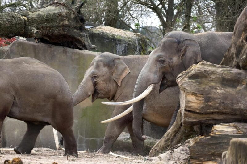 Amsterdam: ARTIS Royal Zoo Entry Ticket - Key points / Takeaways