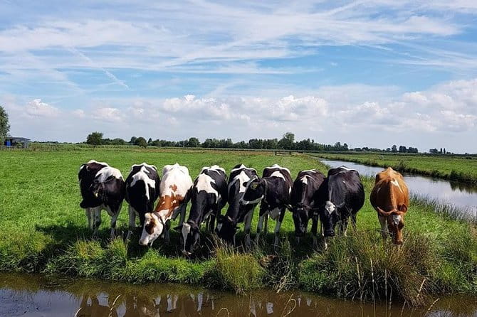 Amsterdam City & Countryside Tour: The Best of both Worlds - What to Remember on the Day