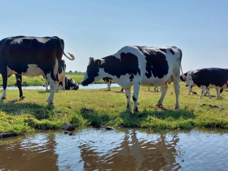 Amsterdam & Countryside Private Tour by premium car - Key points / Takeaways