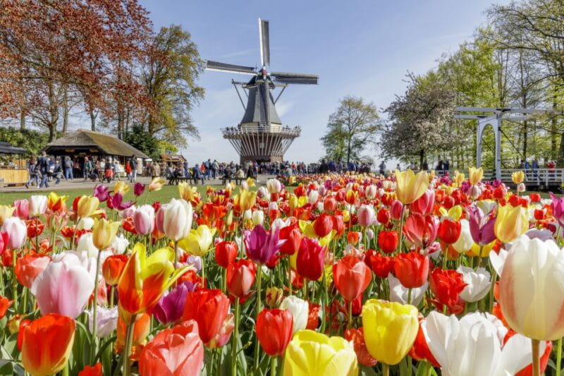 Amsterdam: Keukenhof and Zaanse Schans Live Guided Day Tour - Logistics, Timing, and Overall Value