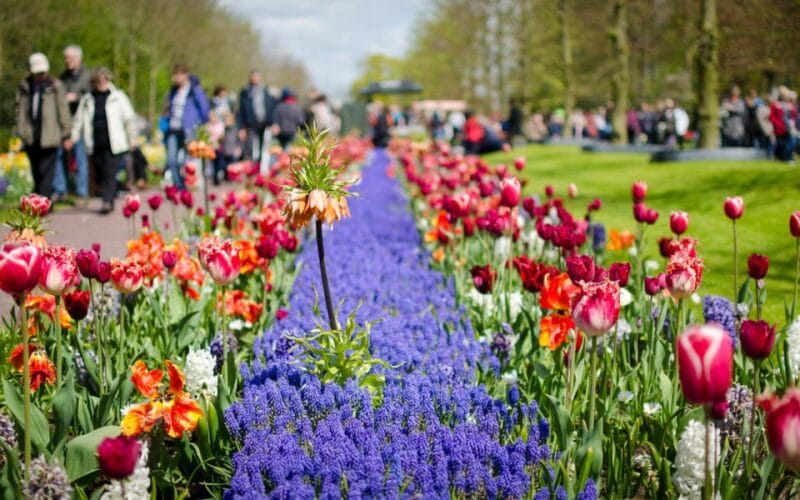Amsterdam: Keukenhof and Zaanse Schans Windmills Day Trip - Final Thoughts: The Real Value of This Experience
