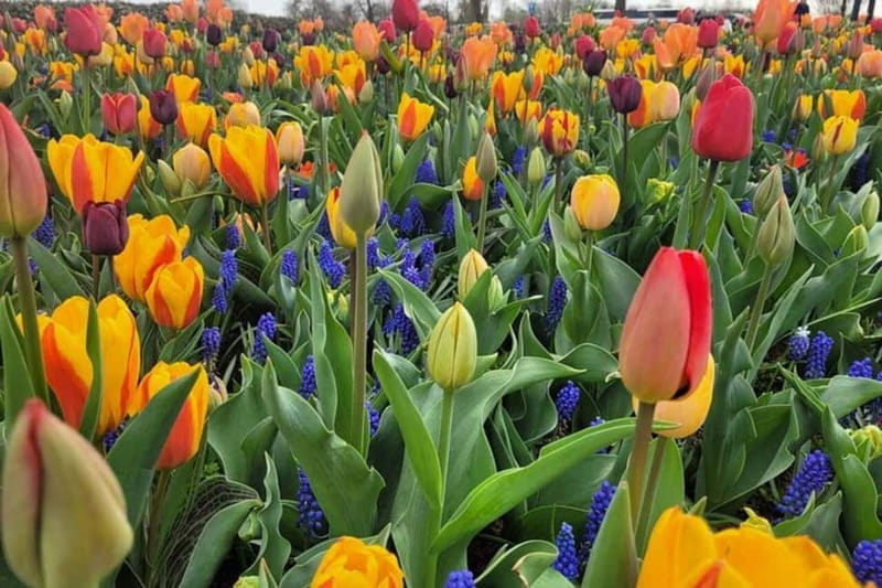 Amsterdam: Keukenhof Tulip Gardens Private Tour - The Experience: A Walk Through the World’s Biggest Spring Garden