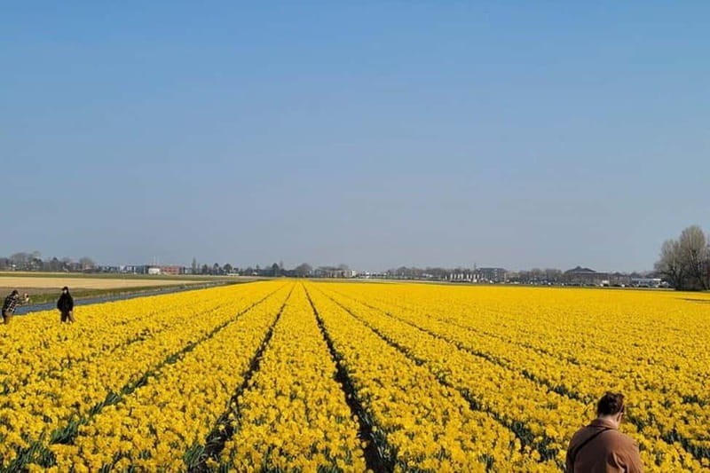 Amsterdam: Keukenhof Tulip Gardens Private Tour - The Price and Why It’s Good Value