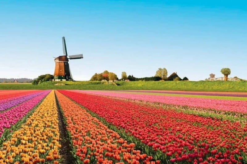 Amsterdam: Keukenhof Tulip Gardens Private Tour - Who This Tour Is Best For