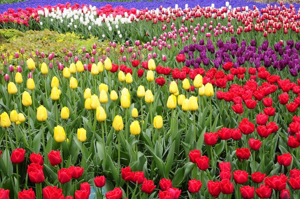 Amsterdam: Private Sightseeing Tour to Keukenhof - Booking Information