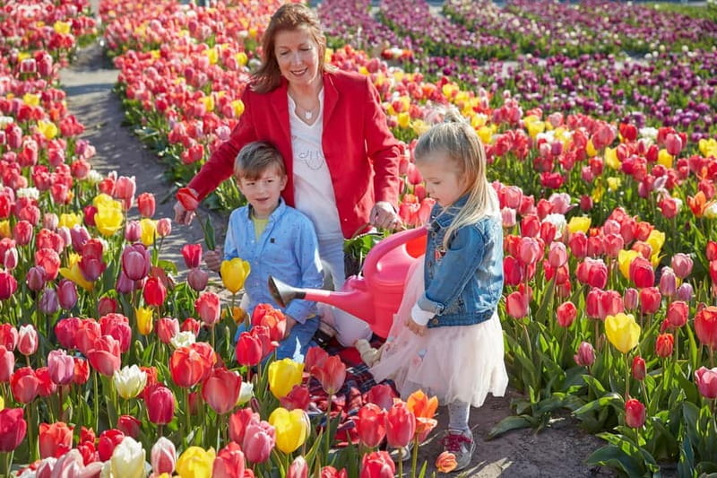 Amsterdam : Tulip Wonderland Tour - A Deep Dive into the Tulip Wonderland Experience