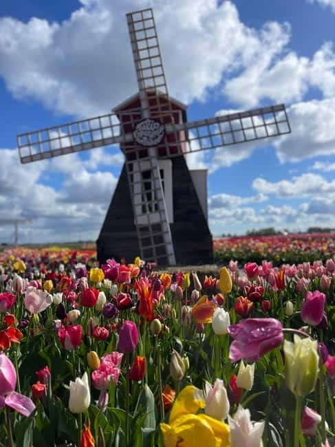 Amsterdam: Villages, Cheese, Windmills,Clogs &county site - Key points / Takeaways
