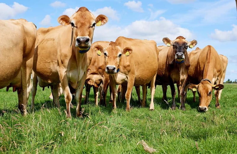 Amsterdam: Zaanse Schans windmills & Volendam Guided Tour - FAQ