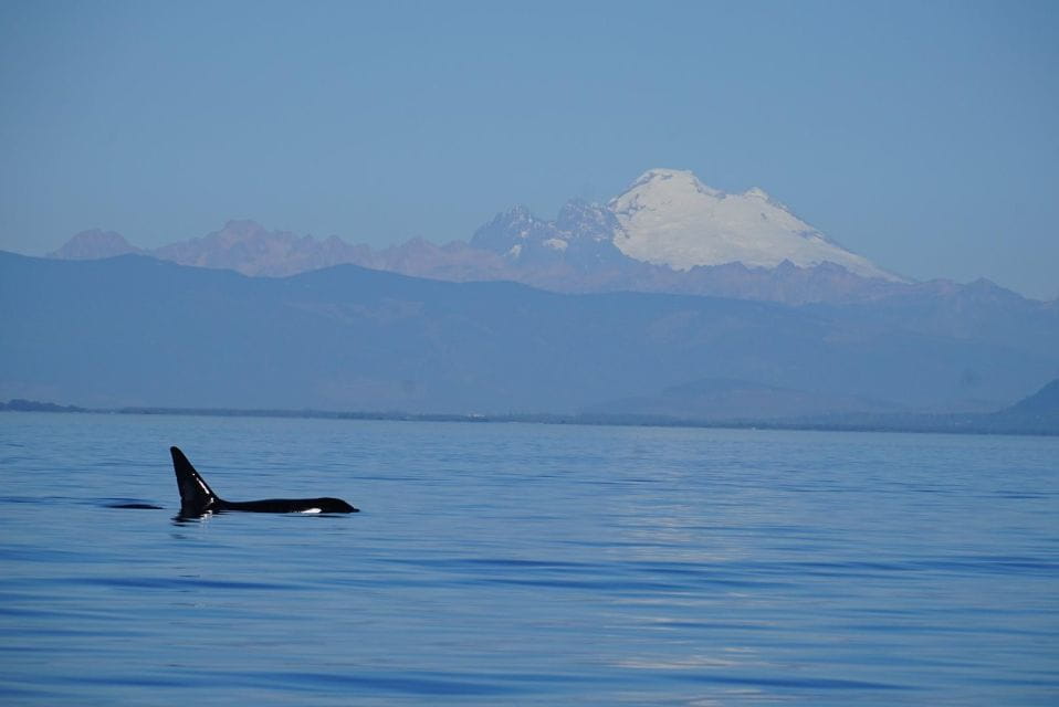 Anacortes: Orca Whales Guaranteed Boat Tour Near Seattle - Key Points