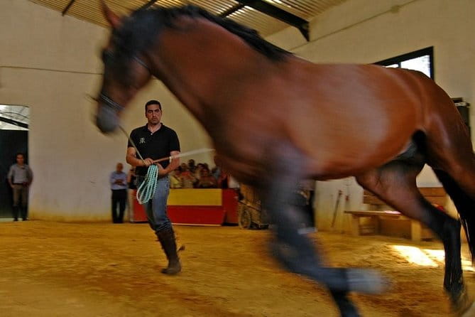Andalucia Bull and Horse Farm and Ronda Private Tour from Malaga - Who Will Love This Tour?