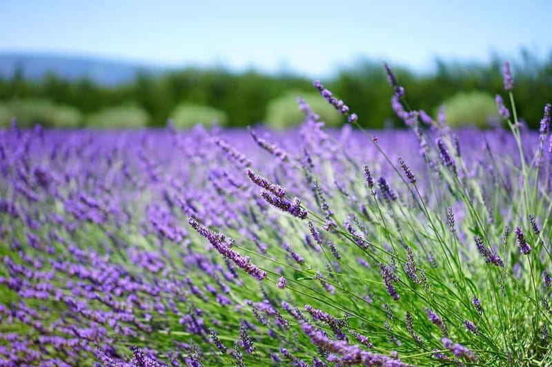 Antalya/Alanya: Lavender Fields, Rafting, Zipline & Quad - Price and Logistics