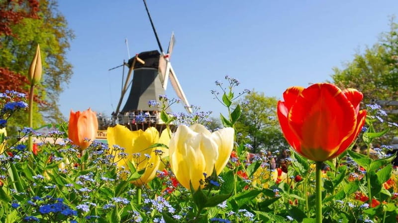Antwerp: Full-day Holland Guided Keukenhof & Kinderdijk Tour - Key points / Takeaways