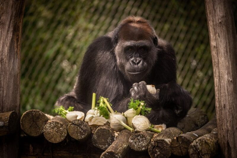 Antwerp: ZOO Entry Ticket - Key Points / Takeaways