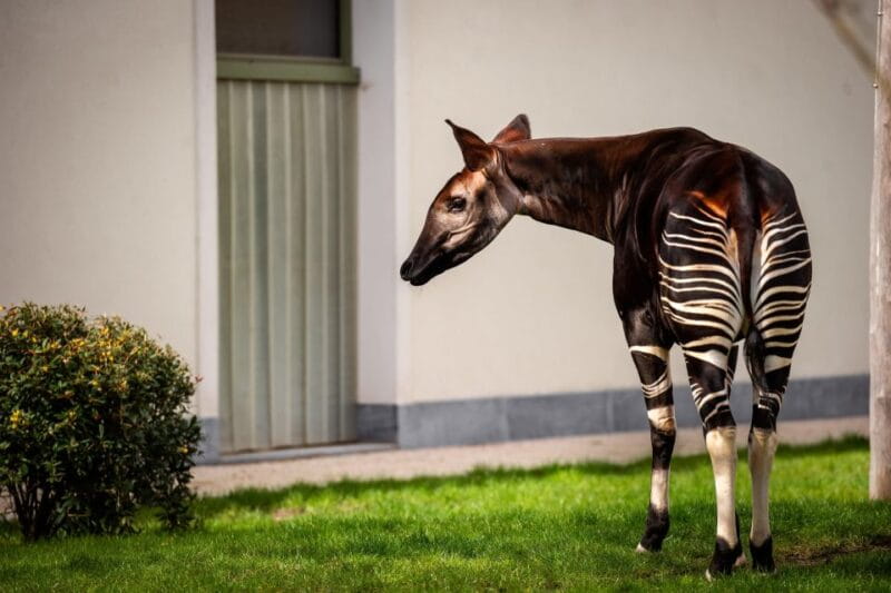 Antwerp: ZOO Entry Ticket - Entering The Oldest Animal Park in Belgium