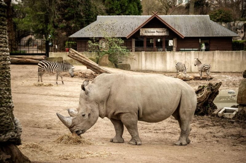 Antwerp: ZOO Entry Ticket - FAQ