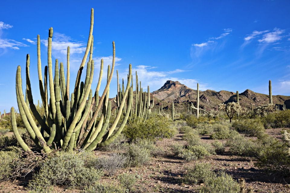 Apache Trail Tour and Lake Cruise: From Phoenix / Scottsdale - Booking and Pricing Details