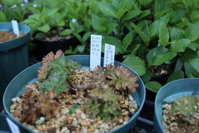 Apoi-Dake Private Hiking With Guided Commentary - Pricing and Inclusions