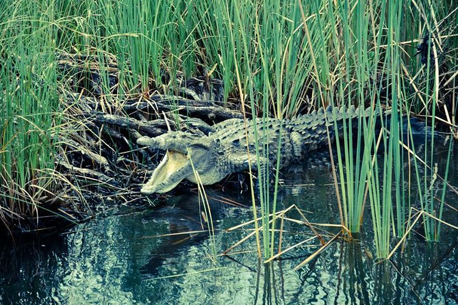 Appleton Estate Rum With YS Falls and Black River Private Tour - Discovering YS Falls