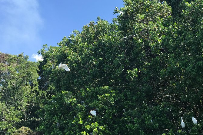 Appleton Rum Factory, Ys Falls, Black River Safari, Floyd's Pelican Bar - Tour Reviews and Information