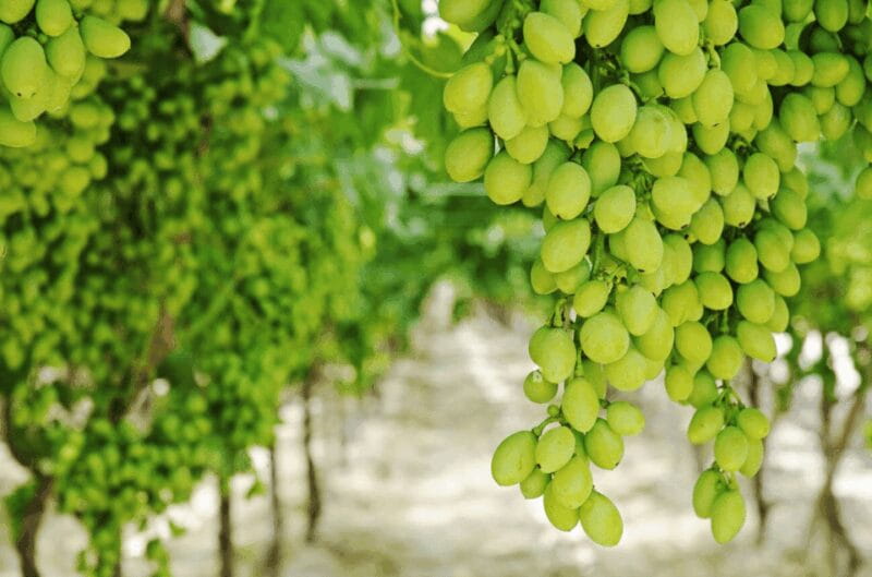 Apulia: Guided Vineyard Tour with Wine Tasting - Who Will Love This Tour?