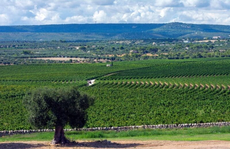 Apulia: Guided Vineyard Tour with Wine Tasting - FAQ