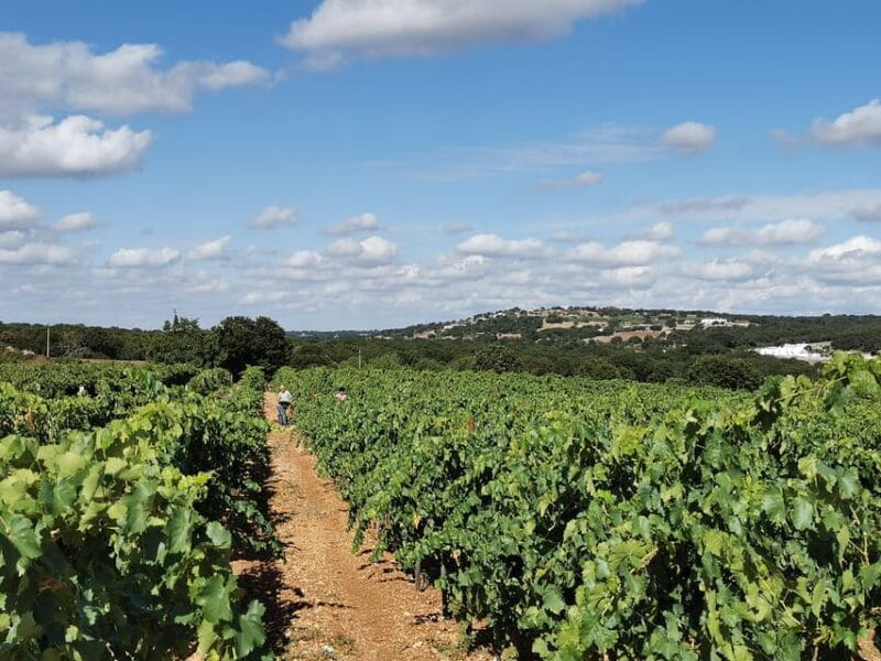 Apulia: Guided Wine Tasting with Local Appetizers - Exploring the Wine Tasting in Apulia: What to Expect