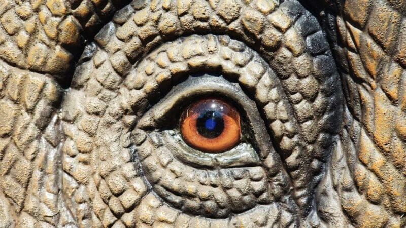 Aquarium of Cattolica Entry Ticket - Discovering the Aquarium of Cattolica: A Deep Dive into Italy’s Largest Marine Experience